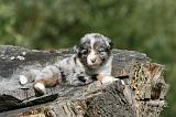 BERGER AUSTRALIEN PUPPIES 819